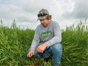 Cody Gorse takes a look at his damaged wheat crop near his farm roughly 17 kilometres northeast of Carrot River. The area received heavy rainfall over the last week, causing crops to be heavily saturated or submerged.