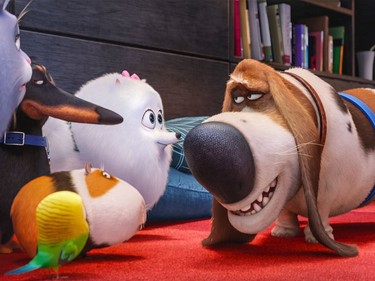 L-R: Chloe (Lake Bell), Buddy (Hannibal Buress), Sweetpea (front), Norman (Chris Renaud), Gidget (Jenny Slate) and Pops (Dana Carvey) in Illumination Entertainment and Universal Pictures' "The Secret Life of Pets."