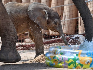 One-month-old female elephant calf Tamika plays at a pool in its enclosure at the zoo in Halle, Germany, July 22, 2016.