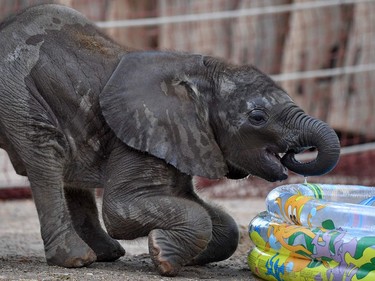 One-month-old female elephant calf Tamika drinks water in its enclosure at the zoo in Halle, Germany, July 22, 2016.