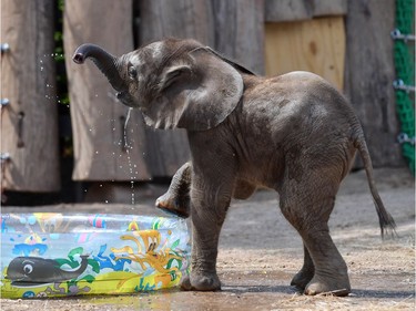 One-month-old female elephant calf Tamika plays with water in its enclosure at the zoo in Halle, Germany, July 22, 2016.