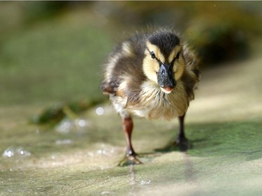 A duckling explores the shore of the Wannsee lake in Berlin, Germany, July 6, 2016.