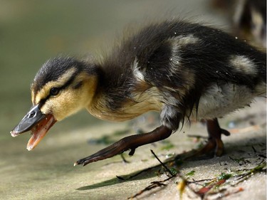 A duckling explores the shore of the Wannsee lake in Berlin, Germany, July 6, 2016.