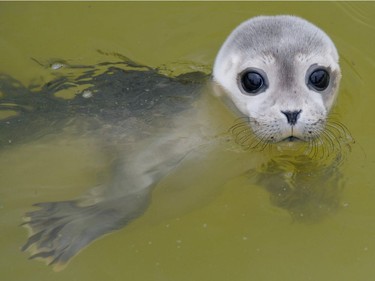 A baby seal swims in a pool of the seal breeding station in Friedrichskoog, Germany, July 11, 2016.