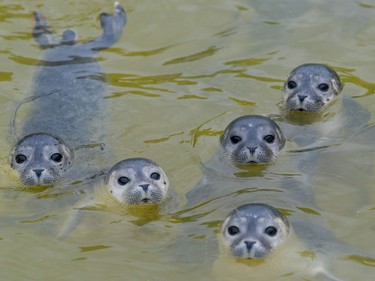 Five baby seals swim in a pool of the seal breeding station in Friedrichskoog, Germany, July 11, 2016.