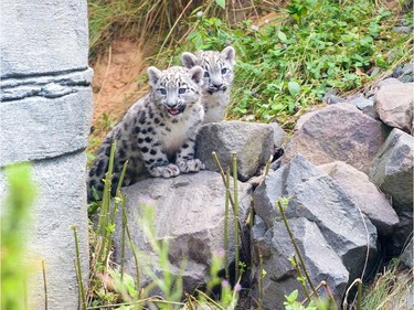 Two-month-old snow leopards Anusha and Askar are pictured in their enclosure of the zoo in Neunkirchen, Germany, July 21, 2016.