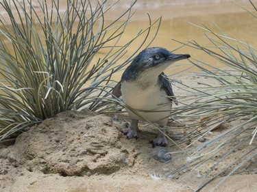 A two-month-old penguin chick is shown in its habitat at the Bronx Zoo in New York, July 25, 2016.