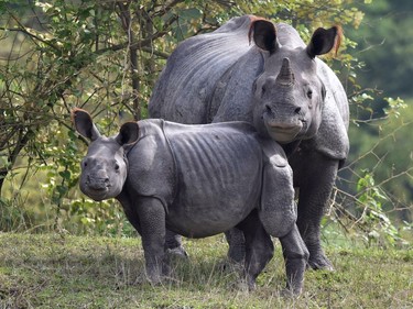 An Indian one-horn rhinoceros and her calf rest on higher land to escape flood waters at the Pobitora Wildlife Sanctuary in Morigoan district, Assam, India, July 27, 2016.