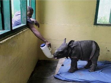 A rescued three-month-old male rhino calf found in a flood-affected area of Kaziranga National Park is fed at an animal nursery in the park in Assam, India, July 26, 2016.