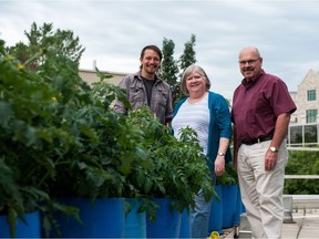 Joel Campbell, from left, Diane Knight and Grant Wood display an urban agriculture project at the University of Saskatchewan that's growing fresh produce on a concrete rooftop.