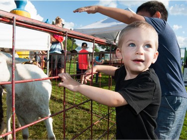 Malachi Grenier, 2, of Saskatoon is delighted with the petting zoo at Saskatoon Ribfest in Diefenbaker Park on July 29, 2016.