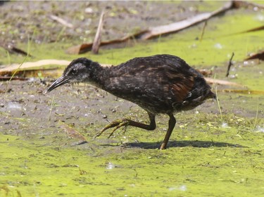 A juvenile Virginia rail walks through a marsh in the Saint-Laurent borough of Montreal, July 19, 2016.