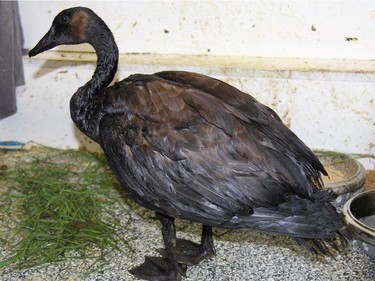 Oil-covered birds rescued from the North Saskatchewan River are getting cleaned off at the Lend A Paw shelter in Maidstone, July 25, 2016. The birds encountered oil from a Husky Energy Inc. pipeline that spilled 200,000 litres of oil into the North Saskatchewan River late last week.