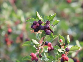 The Cree word for Saskatoon berry may be one of the three words that could be applied to city streets, parks and other infrastructure.