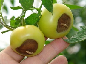 Blossom end rot in tomato.