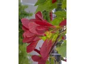 'Hot Wings' Tartarian maple, one of the 'winning' tree cultivars, located along Innovation Boulevard connecting the University of Saskatchewan campus and Innovation Place.