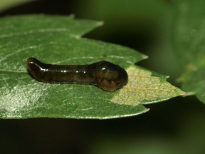 Pear slug on a hawthorn leaf.