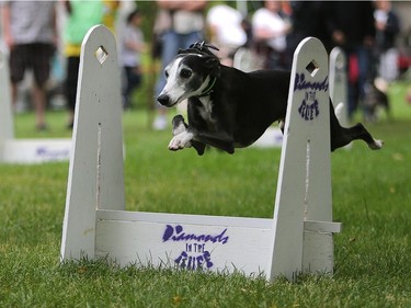 A whippet demonstrates flyball at Pets in the Park in Kiwanis Park north in Saskatoon, July 10, 2016.