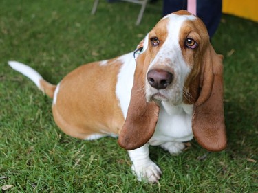 Camilla at Pets in the Park in Kiwanis Park north in Saskatoon, July 10, 2016.