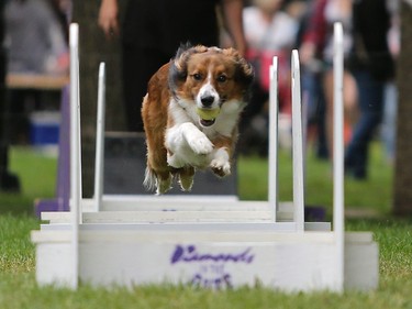 Chance demonstrates flyball at Pets in the Park in Kiwanis Park north in Saskatoon, July 10, 2016.