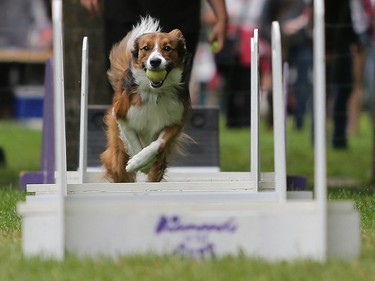 Chance demonstrates flyball at Pets in the Park in Kiwanis Park north in Saskatoon, July 10, 2016.