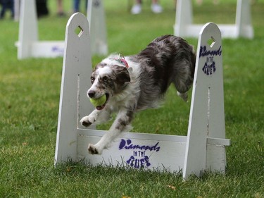 Lux demonstrates flyball at Pets in the Park in Kiwanis Park north in Saskatoon, July 10, 2016.