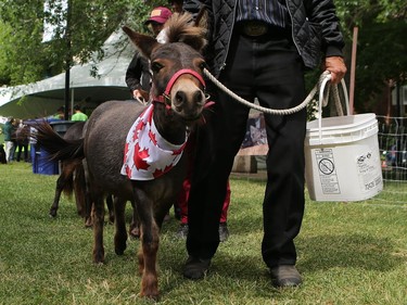 Molly the pony at Pets in the Park in Kiwanis Park north in Saskatoon, July 10, 2016.