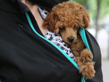 Nadals Listenhoney stays warm at Pets in the Park in Kiwanis Park north in Saskatoon, July 10, 2016.