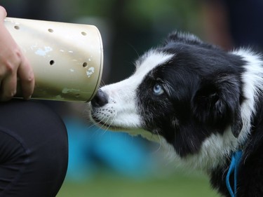 Sparky sniffs out the hidden rat at Pets in the Park in Kiwanis Park north in Saskatoon, July 10, 2016.