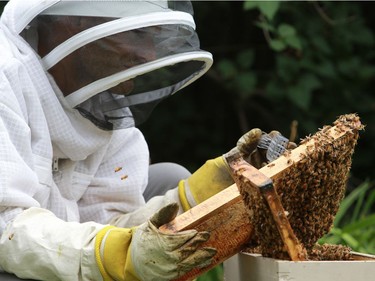 Beekeeper Brad Friesen moves a swarm of bees from Ian Burt's backyard to his bee farm in Saskatoon on July 26, 2016.