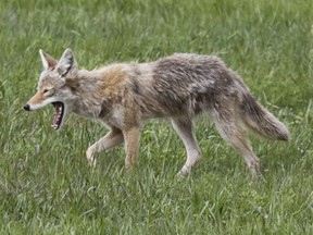 Coyoto sightings have increased in some locations in Saskatoon, the city reports.