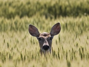 A deer pops its head out of a crop in late 2012.