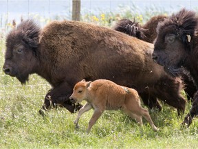 Veterinary researchers at the University of Saskatchewan have successfully produced four bison calves using in vitro fertilization.