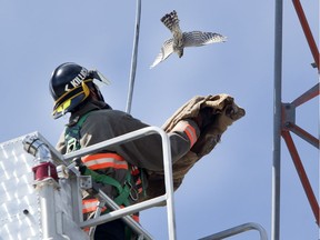 Firefighters managed to rescue a falcon that had been trapped in a wire on an antenna sitting atop the City of Saskatoon Transit Shop North Building Friday.