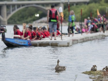 A mother duck watches over her ducklings as competitors board their dragon boats during FMG's Saskatoon Dragon Boat Festival along the South Saskatchewan River near Rotary Park in Saskatoon, July 23, 2016.