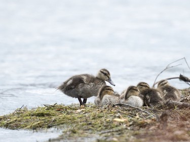 Ducklings are seen along the South Saskatchewan River near Rotary Park in Saskatoon, July 23, 2016.