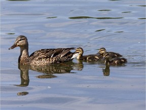 A family of ducks enjoy a swim on the South Saskatchewan River.