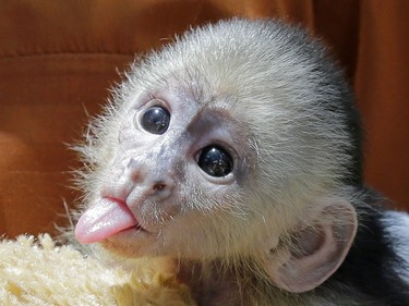 This male baby white-faced capuchin monkey, born on May 17, sticks out its tongue at Jungle Island, July 6, 2016, in Miami, Florida.