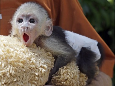 This male baby white-faced capuchin monkey, born on May 17, yawns as he is held by Dr. Jason Chatfield, vice president of zoological operations for Jungle Island, July 6, 2016, in Miami, Florida.