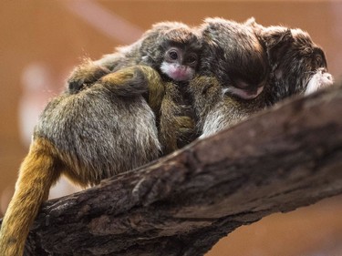 Young emperor tamarin twins cling onto their mother in their enclosure in Sosto Zoo in Nyiregyhaza, Hungary, July 11, 2016.