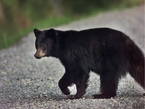 A black bear crosses the highway leading up to Cypress Provincial Park in West Vancouver in this PNG photo.