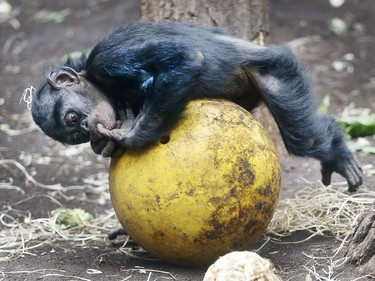 A baby chimpanzee practices on a ball on the day of the opening of the Rio 2016 Olympics at the zoo in Frankfurt, Germany, August 5, 2016.
