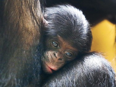 A six-day-old bonobo ape lies in its mother's arms in the zoo in Frankfurt, Germany, August 4, 2016.