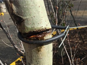 A tree that was damaged by a wire covered with plastic tubing. Staking your trees to protect them from the wind ca do more harm than good.