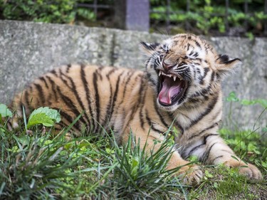 A two-month-old Siberian tiger cub snarls in its enclosure in the zoo in Veszprem, Hungary, August 3, 2016.
