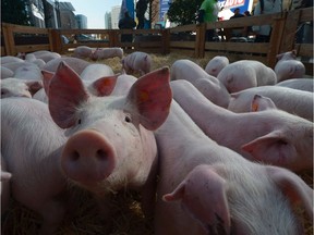 Western College of Veterinary Medicine professor Yolande Seddon has received $2 million to fund her research into the lives of pigs.