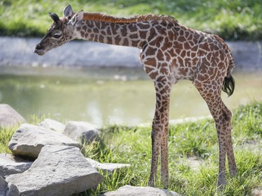 Cora, a one-week-old giraffe, roams her enclosure at the Cincinnati Zoo & Botanical Gardens, August 5, 2016 in Cincinnati, Ohio.