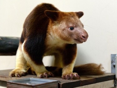 Makaia, a 22-month-old male Goodfellow's tree kangaroo, looks on from a perch in its enclosure at the Singapore Zoo on August 3, 2016.