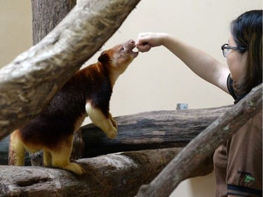 Makaia, a 22-month-old male Goodfellow's tree-kangaroo, is fed by a staff member of the Singapore Zoo on August 3, 2016.