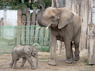 One-month-old female elephant calf Tamika walks besides her 15-year-old mother Tana in their enclosure at the zoo in Halle, Germany, August 5, 2016.